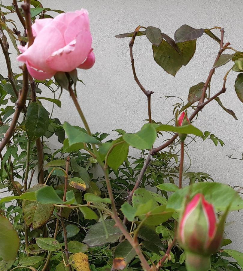 Quinta No Pinhal Bed & Breakfast วิลา โนวา เจ ปัวอาเรส ภายนอก รูปภาพ